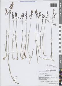 Мятлик альпигенный Lindm., Сибирь, Чукотка и Камчатка (S7) (Россия)