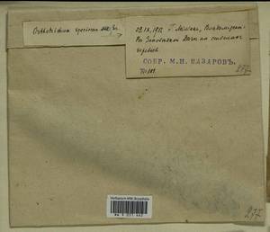 Lewinskya speciosa (Nees) F. Lara, Garilleti & Goffinet, Гербарий мохообразных, Мхи - Центральное Нечерноземье (B6) (Россия)