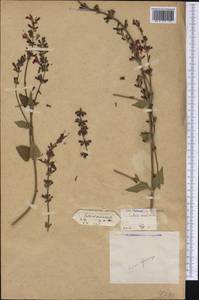 Salvia coccinea Buc'hoz ex Etl., Америка (AMER) (Бразилия)