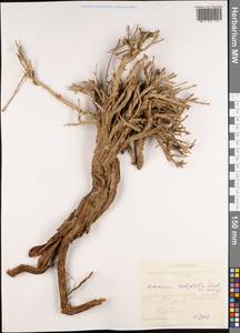 Полынь рутолистная Stephan ex Spreng., Сибирь, Алтай и Саяны (S2) (Россия)