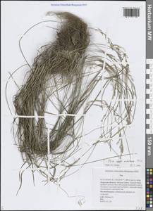 Мятлик разноцветный Besser, Сибирь, Дальний Восток (S6) (Россия)