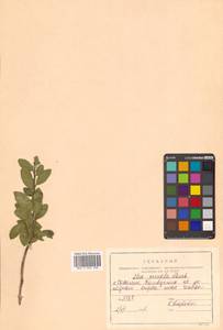 Падуб городчатый Thunb., Сибирь, Дальний Восток (S6) (Россия)