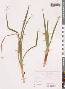 Carex utriculata Boott, Сибирь, Чукотка и Камчатка (S7) (Россия)