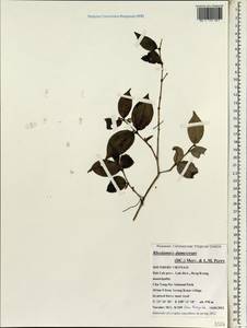 Rhodamnia dumetorum (DC.) Merr. & L. M. Perry, Зарубежная Азия (ASIA) (Вьетнам)