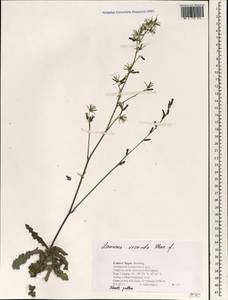 Launaea secunda (Royle ex C. B. Clarke) Hook. fil., Зарубежная Азия (ASIA) (Непал)