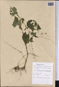 Circaea canadensis subsp. quadrisulcata (Maxim.) Boufford, Америка (AMER) (США)
