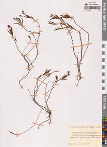 Подбел обыкновенный L., Сибирь, Чукотка и Камчатка (S7) (Россия)