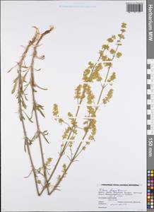 Смолевка днепровская (Gruner) Walters, Восточная Европа, Белоруссия (E3a) (Белоруссия)