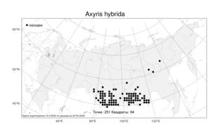 Axyris hybrida, Безвкусница гибридная L., Атлас флоры России (FLORUS) (Россия)