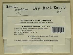 Psilopilum cavifolium (Wilson) I. Hagen, Гербарий мохообразных, Мхи - Америка (BAm) (США)