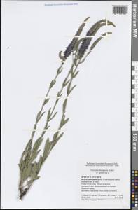 Вероника Барелье H. Schott ex Roem. & Schult., Восточная Европа, Нижневолжский район (E9) (Россия)