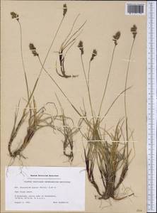 Anthoxanthum monticola (Bigelow) Veldkamp, Америка (AMER) (Гренландия)