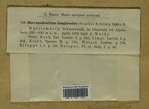 Dicranodontium denudatum (Brid.) E. Britton, Гербарий мохообразных, Мхи - Западная Европа (BEu) (Германия)