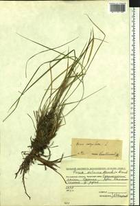 Осока дернистая L., Сибирь, Чукотка и Камчатка (S7) (Россия)