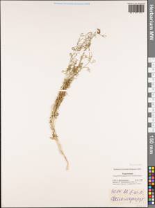 Brassicaceae, Средняя Азия и Казахстан, Каракумы (M6) (Туркмения)