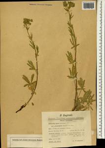Potentilla hirta subsp. laeta (Focke) Prodan, Зарубежная Азия (ASIA) (Турция)