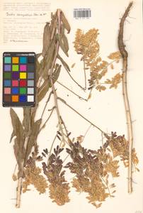 Isatis tinctoria subsp. tinctoria, Восточная Европа, Нижневолжский район (E9) (Россия)