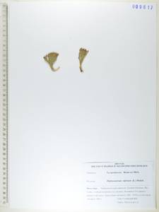 Дифазиаструм альпийский (L.) Holub, Сибирь, Дальний Восток (S6) (Россия)