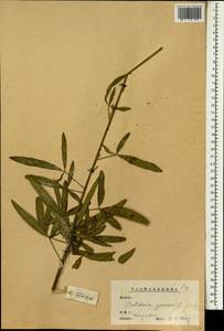 Crotalaria juncea L., Зарубежная Азия (ASIA) (КНР)