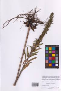 Oenothera × rubricaulis Kleb., Восточная Европа, Московская область и Москва (E4a) (Россия)