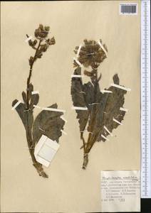 Lactuca crambifolia (Bunge) B. Fedtsch., Средняя Азия и Казахстан, Памир и Памиро-Алай (M2) (Узбекистан)