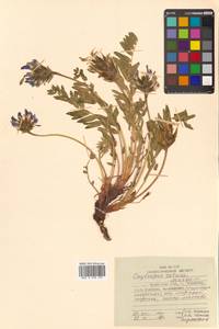 Остролодочник притупленный Matsum., Сибирь, Дальний Восток (S6) (Россия)