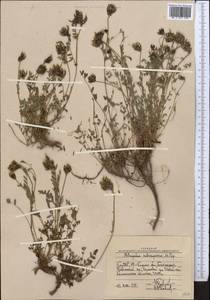 Астрагал стрелковый M. Popov ex A.G. Borisova, Средняя Азия и Казахстан, Западный Тянь-Шань и Каратау (M3) (Узбекистан)