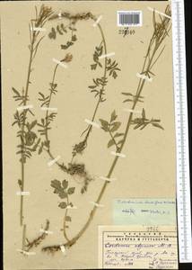 Cardamine densiflora Gontsch., Средняя Азия и Казахстан, Памир и Памиро-Алай (M2) (Узбекистан)