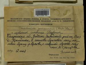 Ceratodon purpureus (Hedw.) Brid., Гербарий мохообразных, Мхи - Центральное Нечерноземье (B6) (Россия)