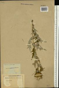 Lophiolepis ciliata subsp. ciliata, Восточная Европа, Ростовская область (E12a) (Россия)