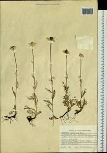 Tanacetum pulchrum (Ledeb.) Sch. Bip., Сибирь, Алтай и Саяны (S2) (Россия)