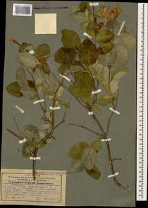 Жимолость душистая, Каприфоль L., Кавказ, Грузия (K4) (Грузия)