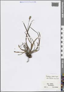 Plantago atrata subsp. spadicea (Pilg.) Pilg., Кавказ, Ставропольский край, Карачаево-Черкесия, Кабардино-Балкария (K1b) (Россия)