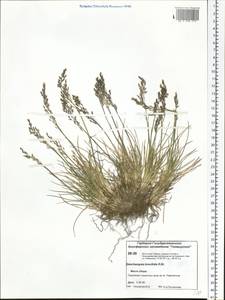Deschampsia cespitosa subsp. septentrionalis Chiapella, Сибирь, Центральная Сибирь (S3) (Россия)