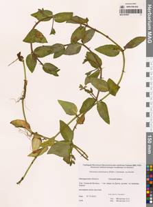 Вероника американская (Raf.) Schwein. ex Benth., Сибирь, Чукотка и Камчатка (S7) (Россия)