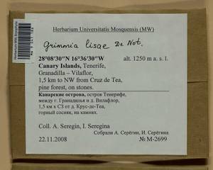 Grimmia lisae De Not., Гербарий мохообразных, Мхи - Макаронезия (BMc) (Испания)