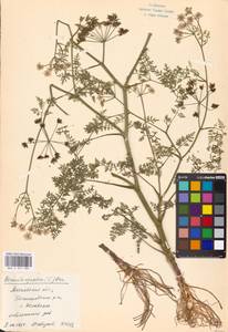 Омежник водный, Омежник водяной (L.) Poir., Восточная Европа, Московская область и Москва (E4a) (Россия)