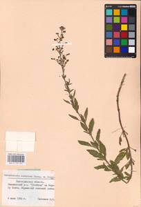 MHA 0 159 661, Норичник скальный M. Bieb. ex Willd., Восточная Европа, Нижневолжский район (E9) (Россия)