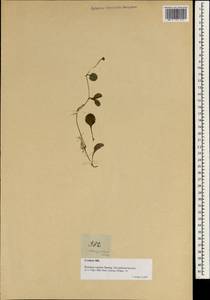 Bonnaya ruellioides (Colsm.) Spreng., Зарубежная Азия (ASIA) (Филиппины)