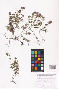 MHA 0 156 791, Чабрец, Восточная Европа, Западно-Украинский район (E13) (Украина)