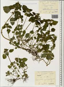 Яснотка пурпурная, Яснотка пурпуровая L., Кавказ, Грузия (K4) (Грузия)