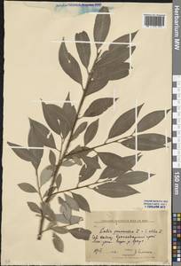 Salix pentandra × alba, Кавказ, Краснодарский край и Адыгея (K1a) (Россия)