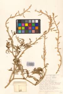 Морская горчица морская Scop., Восточная Европа, Южно-Украинский район (E12) (Украина)