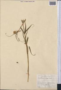 Fritillaria olgae Vved., Средняя Азия и Казахстан, Памир и Памиро-Алай (M2) (Таджикистан)