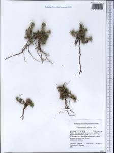 Хруплявник многолетний Litv., Средняя Азия и Казахстан, Западный Тянь-Шань и Каратау (M3) (Киргизия)