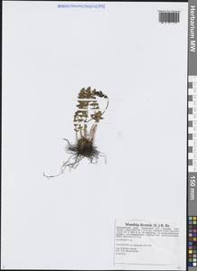 Вудсия эльбская (L.) R.Br., Сибирь, Дальний Восток (S6) (Россия)