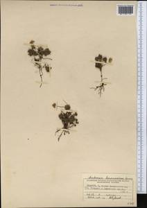 Androsace chamaejasme subsp. lehmanniana (Spreng.) Hultén, Средняя Азия и Казахстан, Памир и Памиро-Алай (M2) (Киргизия)