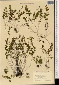 Адиантум венерин волос L., Кавказ, Черноморское побережье (от Новороссийска до Адлера) (K3) (Россия)