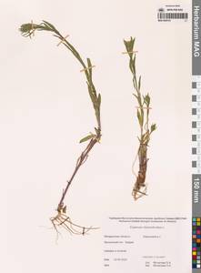 Желтушник левкойный L., Сибирь, Чукотка и Камчатка (S7) (Россия)