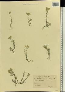 Odontarrhena tortuosa subsp. tortuosa, Восточная Европа, Восточный район (E10) (Россия)